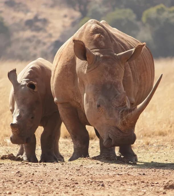 Tailor-Made South Africa Safari