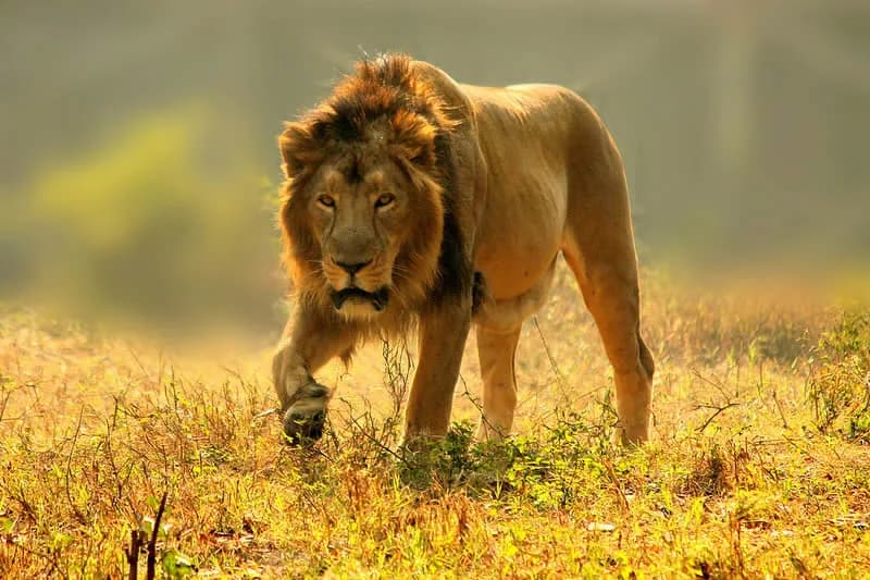 Tailor-Made Kenya Safari