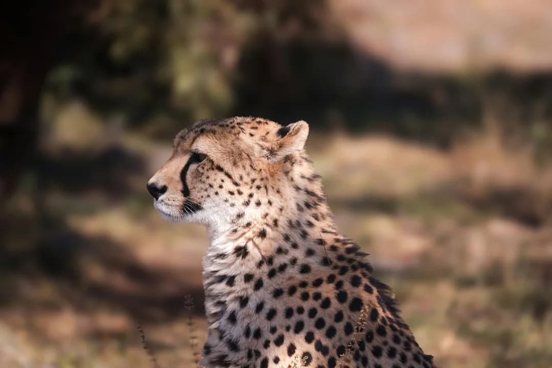 6-Day Kenya Safari — Level B