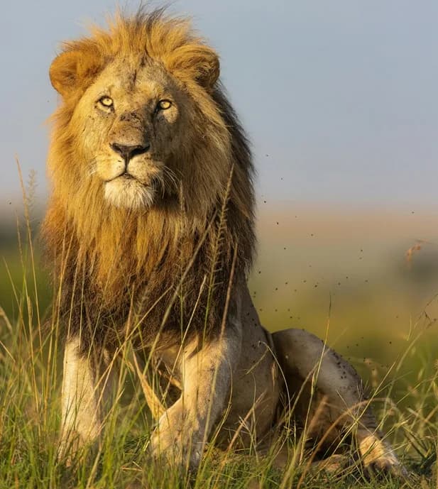 Kenya Safari from the Netherlands: Complete 2026 Travel Guide