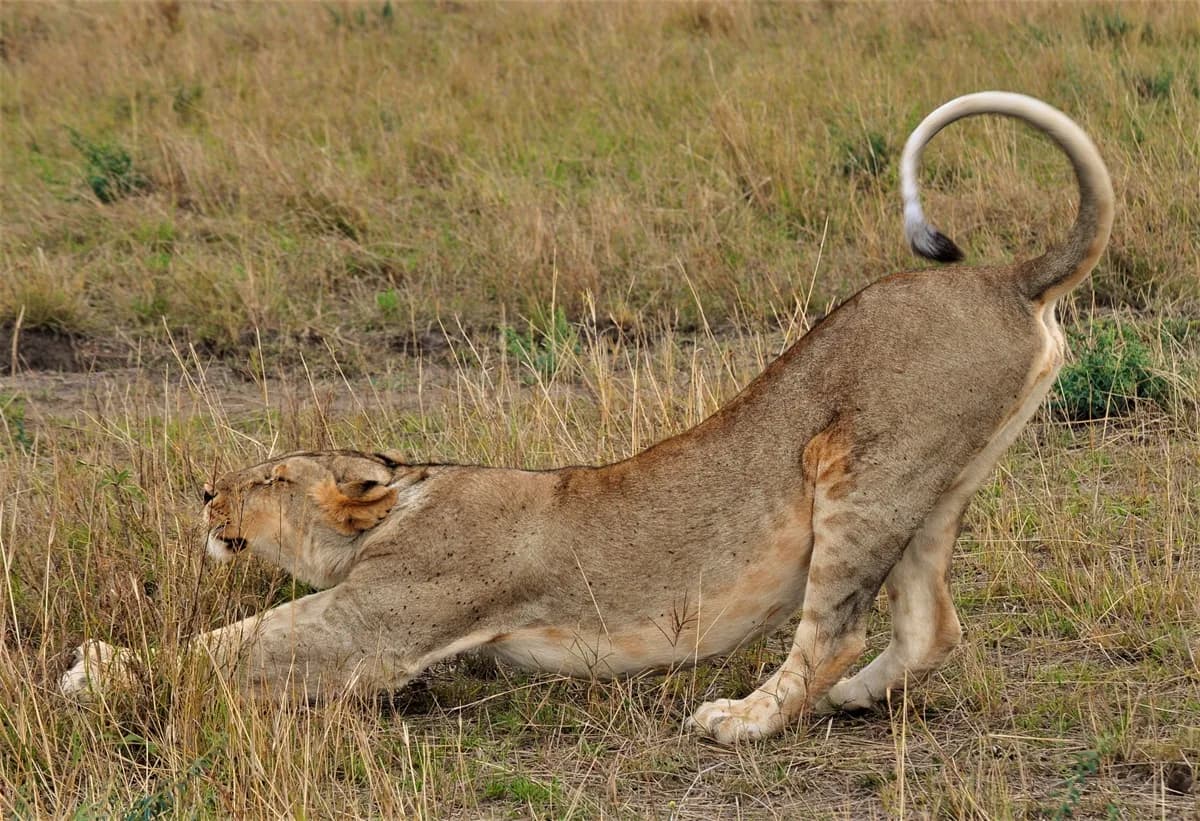 Entumoto Safari Camp — Masai Mara, Kenya accommodation by Soul Tours Africa