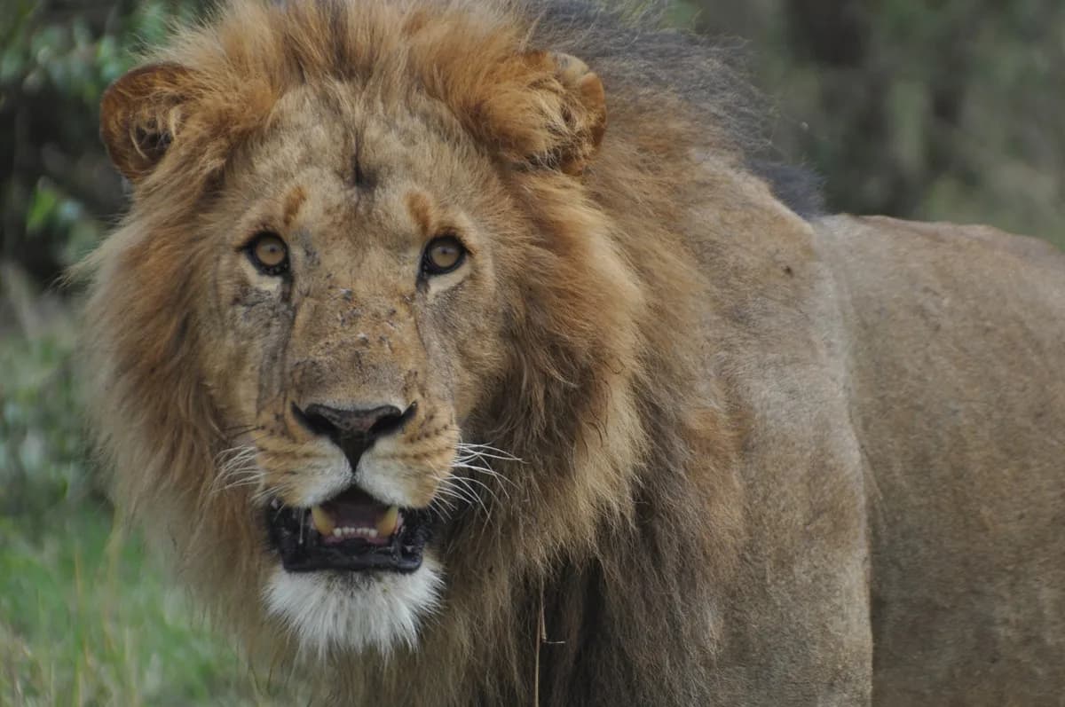 Entumoto Safari Camp — photo 2