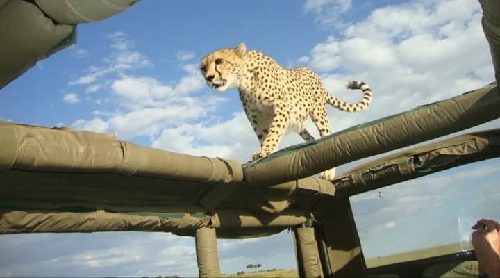 Mara Intrepids Camp — photo 2