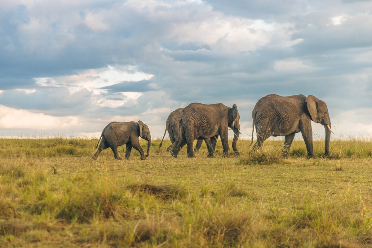 Mara Intrepids Camp