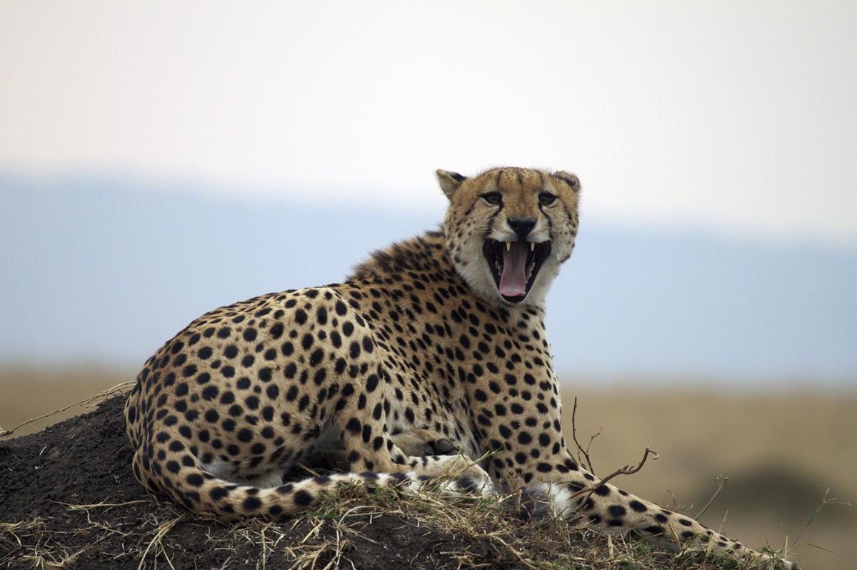 Mara Intrepids Camp